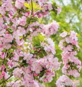 传承千年的吉祥符号与繁荣之源 海棠树的寓意和象征风水