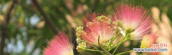 解读合欢花的吉祥象征与布置要点 合欢花的风水寓意与摆放位置