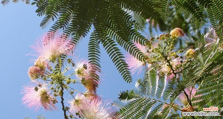 一朵合欢花的故事与情感传递 合欢花的象征意义与寓意