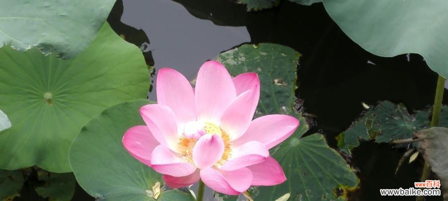 探索荷花在不同人生阶段的寓意及启示 荷花的美丽与坚韧——以荷花代表生命坚强的象征