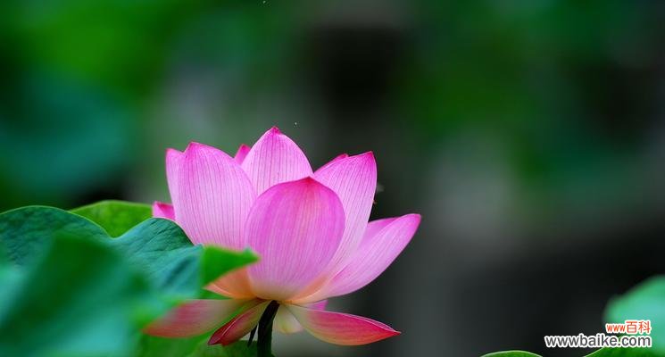 探索荷花在不同人生阶段的寓意及启示 荷花的美丽与坚韧——以荷花代表生命坚强的象征