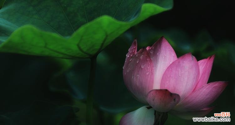 探索荷花在不同人生阶段的寓意及启示 荷花的美丽与坚韧——以荷花代表生命坚强的象征