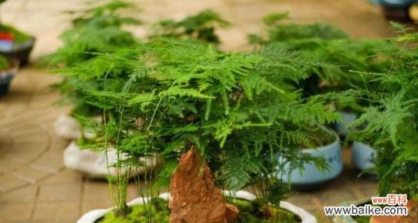 和顺树的风水影响及如何利用和顺树带来好运 和顺树风水的作用与寓意