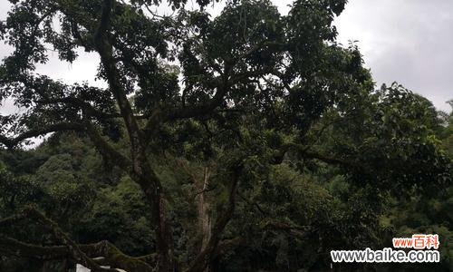 和顺树的风水影响及如何利用和顺树带来好运 和顺树风水的作用与寓意