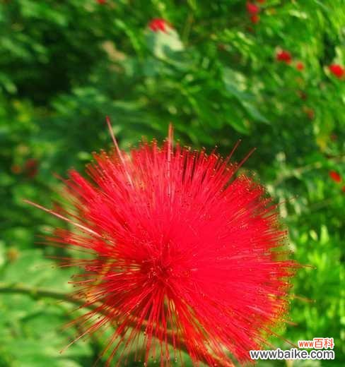 迎福招财 合欢花风水寓意与作用