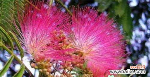 迎福招财 合欢花风水寓意与作用