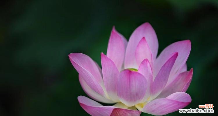揭秘荷花的盛放时刻和含义 荷花的开花季节与花语寓意