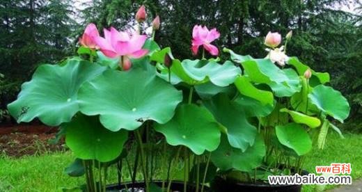 揭秘荷花的盛放时刻和含义 荷花的开花季节与花语寓意