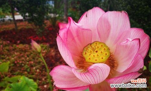 荷花的花语 荷花