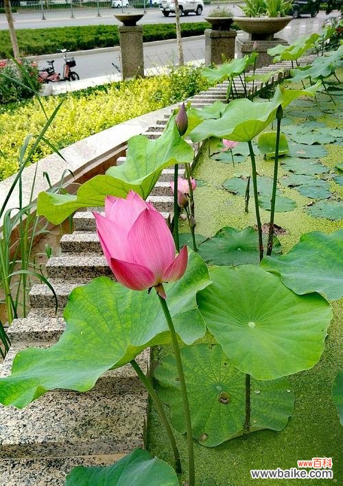 荷花的花语 荷花