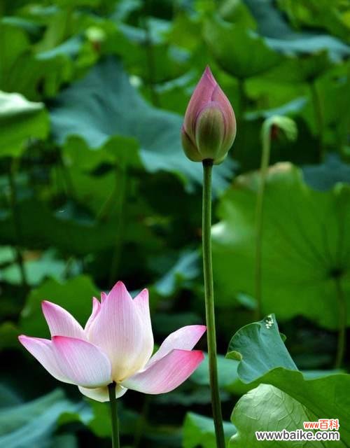 荷花的花语 荷花