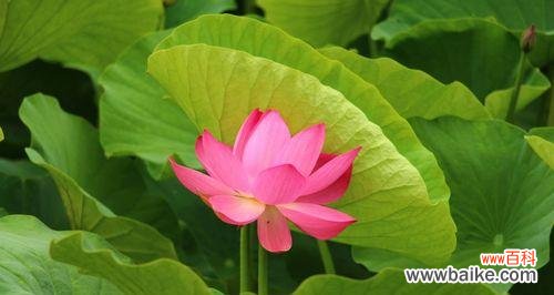 探寻荷叶的深层寓意与文化内涵 荷叶的象征意义与寓意