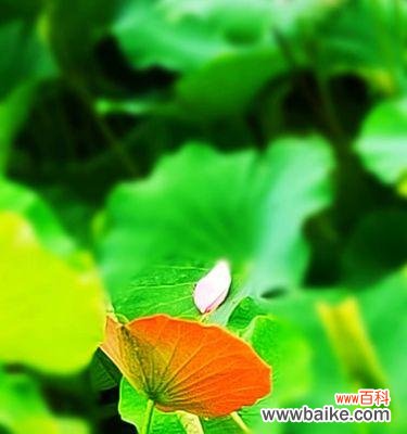 探寻荷叶的文化内涵与象征价值 荷叶的象征意义——生命力与坚韧