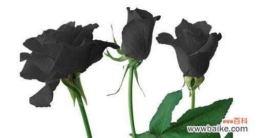 黑玫瑰花语的深层寓意和象征意义 黑玫瑰花语及代表意义