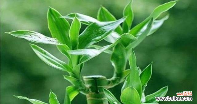 黑骨茶的风水意义及正确的摆放位置 以黑骨茶的风水寓意和摆放位置为主题的文章