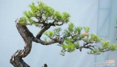 黑骨茶的风水意义及正确的摆放位置 以黑骨茶的风水寓意和摆放位置为主题的文章