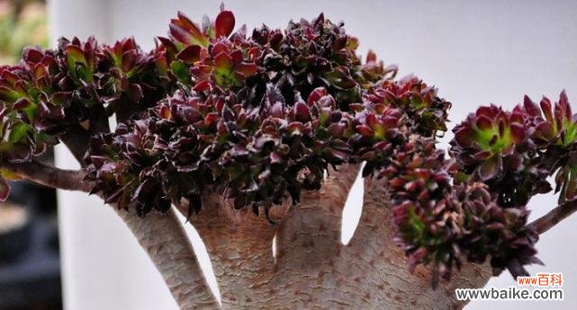 探究黑法师的适宜摆放位置以及蕴含的风水寓意 黑法师摆放位置与风水寓意