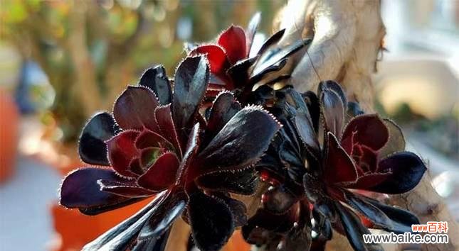 探究黑法师的适宜摆放位置以及蕴含的风水寓意 黑法师摆放位置与风水寓意