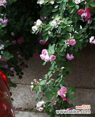 探究黑蔷薇的象征意义及美丽之谜 黑蔷薇花语与代表意义