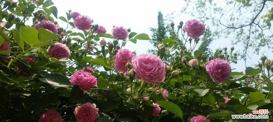 探究黑蔷薇的象征意义及美丽之谜 黑蔷薇花语与代表意义