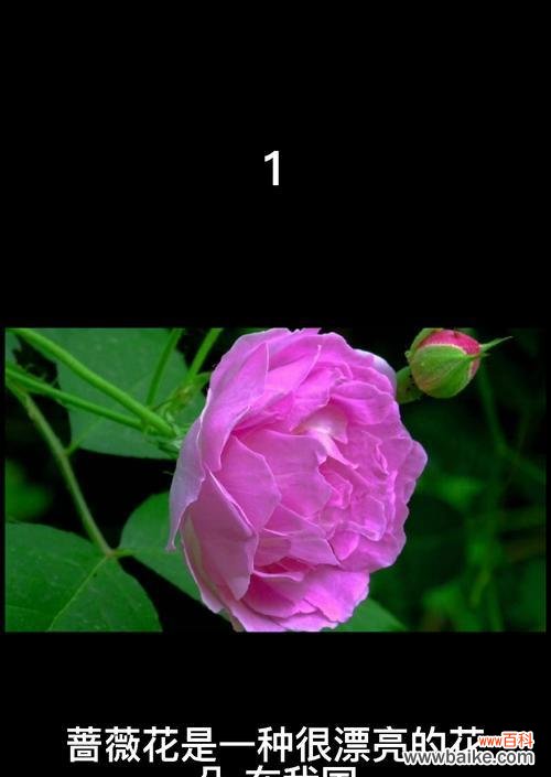 探究黑蔷薇的象征意义及美丽之谜 黑蔷薇花语与代表意义