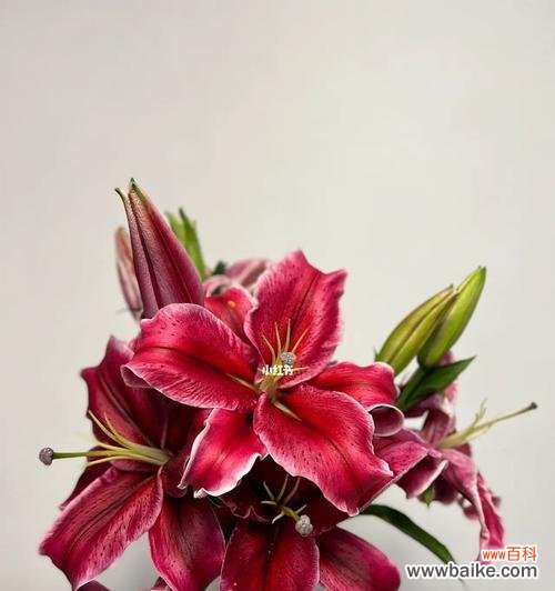 黑美人 黑美人花语与寓意解读——美丽与神秘的对照