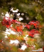 红枫叶的象征意义和美丽之谜 红枫叶