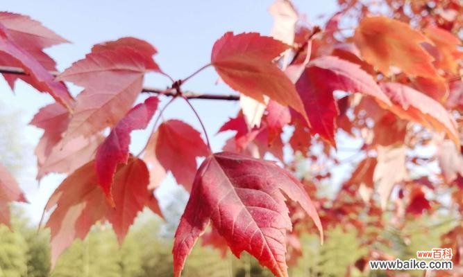 红枫叶的象征意义和美丽之谜 红枫叶