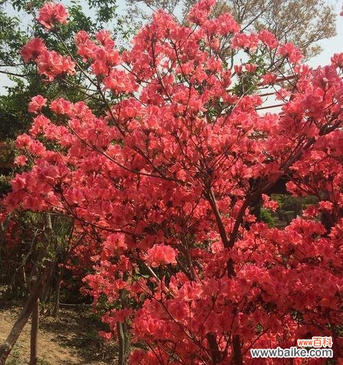 揭示红枫花的美丽与含义 红枫花的花语与寓意