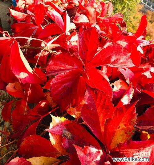 揭示红枫花的美丽与含义 红枫花的花语与寓意