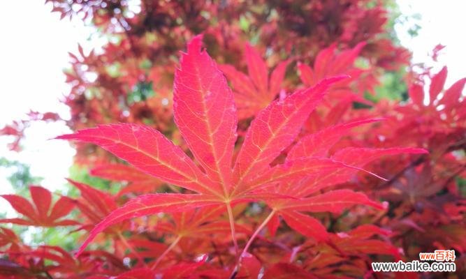 揭示红枫花的美丽与含义 红枫花的花语与寓意