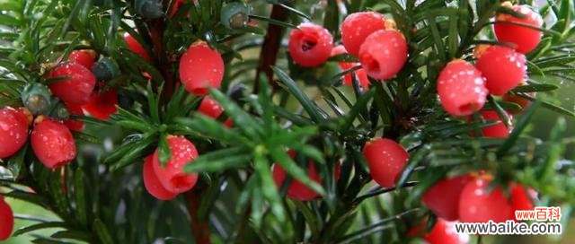 红豆杉风水与摆放位置的讲究 红豆杉的风水之道