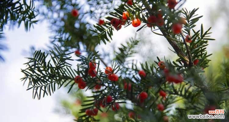 红豆杉风水与摆放位置的讲究 红豆杉的风水之道