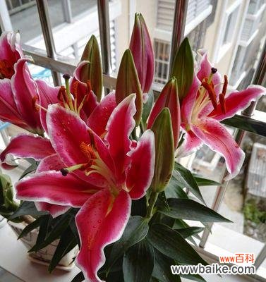 揭示红色百合花的心灵之美 红色百合花的花语与寓意