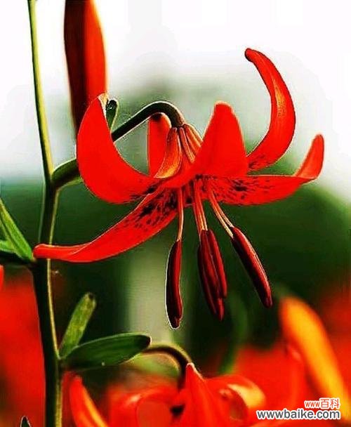 揭示红色百合花的心灵之美 红色百合花的花语与寓意
