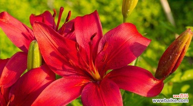 揭示红色百合花的心灵之美 红色百合花的花语与寓意