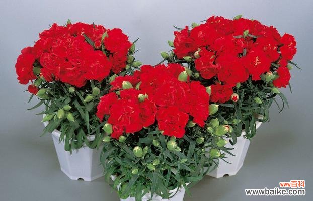 红色康乃馨传递的情感与祝福 红色康乃馨的花语与意义