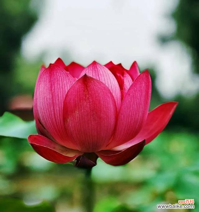 唯美的红色荷花与人生的蕴意 红色荷花的花语和寓意