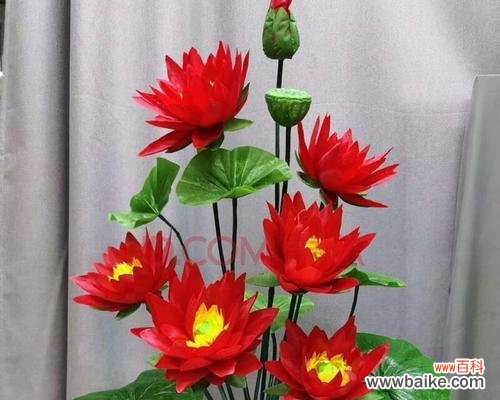 唯美的红色荷花与人生的蕴意 红色荷花的花语和寓意