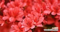 唤醒爱情与激发活力的红色杜鹃花 红色杜鹃花的寓意与象征