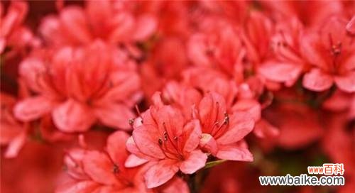 唤醒爱情与激发活力的红色杜鹃花 红色杜鹃花的寓意与象征