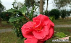 揭示红色山茶花隐藏的深刻含义 红色山茶花的花语及代表意义