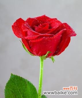 深情 红色玫瑰花的象征意义