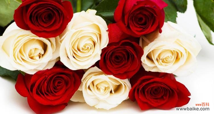 深情 红色玫瑰花的象征意义
