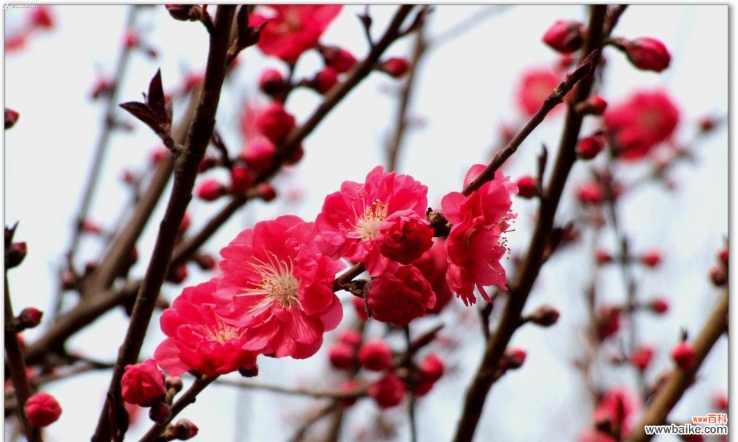 繁花似锦 红色腊梅的寓意与象征风水之谜