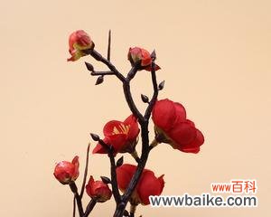 繁花似锦 红色腊梅的寓意与象征风水之谜