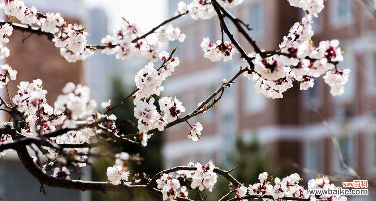 中国传统文化中的生肖符号之红杏 红杏和生肖