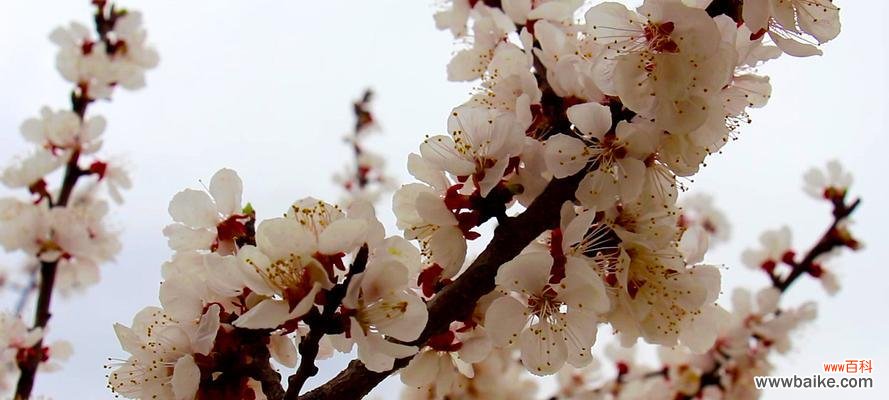 中国传统文化中的生肖符号之红杏 红杏和生肖