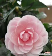 传递爱与美的红山茶花之语 红山茶花的花语与代表意义