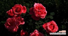 红色月季的情感表达与内涵 红色月季花语的寓意与象征